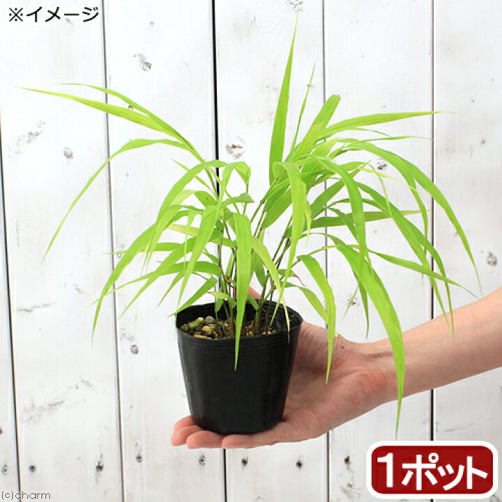 楽天市場 山野草 フウチソウ 楓知草 黄金フウチソウ 黄金楓知草 ２ ５ ３号 １ポット 休眠株 Charm 楽天市場店