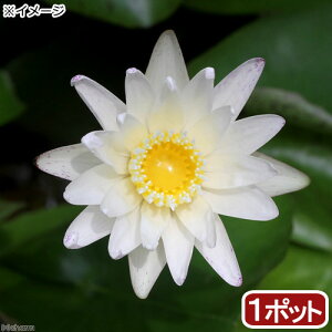 irIg[vj@@Mѐ@iXCjij@X^[zCgi1|bgjiJSjixԁj