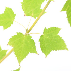 iR쑐j~́@En_JGfiZj@15`30cmx@3i1|bgjixԁj