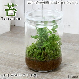 （観葉植物）苔Terrarium　おまかせオアシス苗　ガラスボトルL　説明書付　コケテラリウム　苔テラ　コケテラ　苔　インテリア
