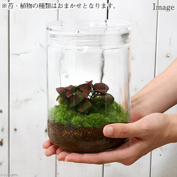 楽天市場】（観葉植物）苔Terrarium おまかせオアシス苗 