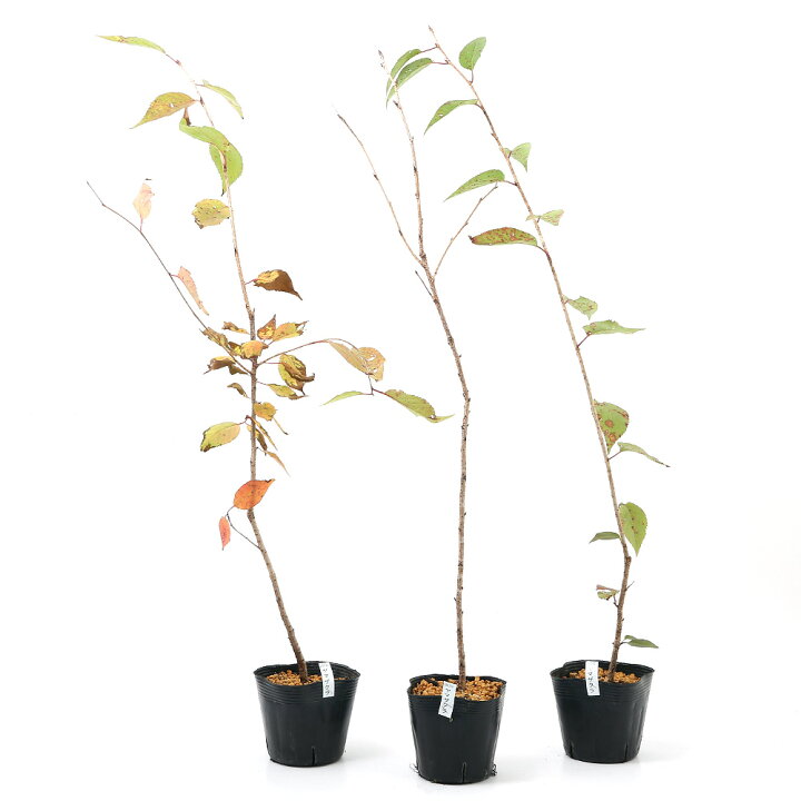 山野草 盆栽 サクラ ３号 樹高５０ ６０ｃｍ前後 1 590円 ヤマザクラ １ポット 山桜 桜