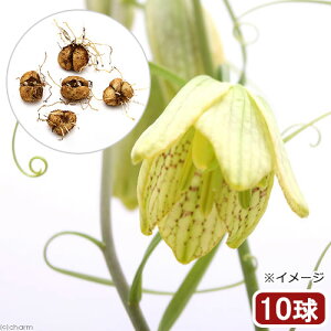 iR쑐j@oCiLji10jixԁj