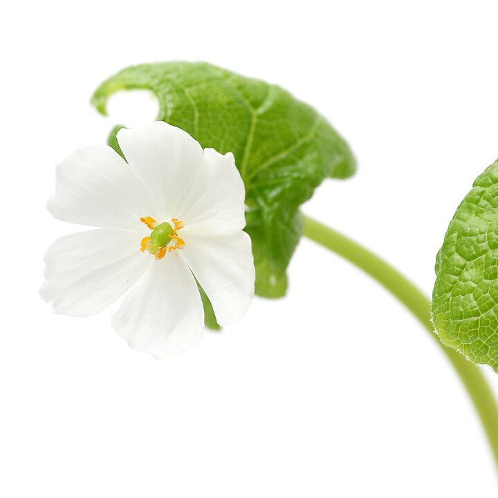 楽天市場 山野草 サンカヨウ 山荷葉 ３号 １ポット 休眠株 Charm 楽天市場店