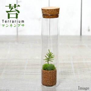 iϗtAjۃeE@REm}lOT@XKX@t@RPeE@ۃe@RPe@ہ@CeA