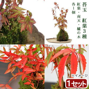 （盆栽）苔玉　紅葉植物3種　モミジ・ナンテン・ハゼノキ（1セット）　観葉植物　コケ玉