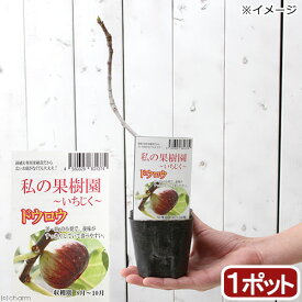 楽天市場 クランベリー 苗の通販