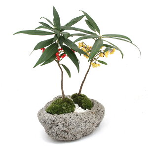 i~́jۖ~́@S񂹐A@g@`n┫`i1jixԁj