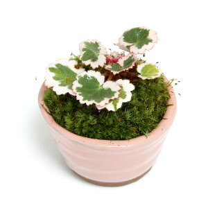 (山野草)苔盆栽 斑入りユキノシタ ミニ小鉢植え 鉢色おまかせ(1鉢)