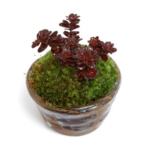 (山野草)苔盆栽 大実ツルコケモモ ミニ小鉢植え 鉢色おまかせ(1鉢)