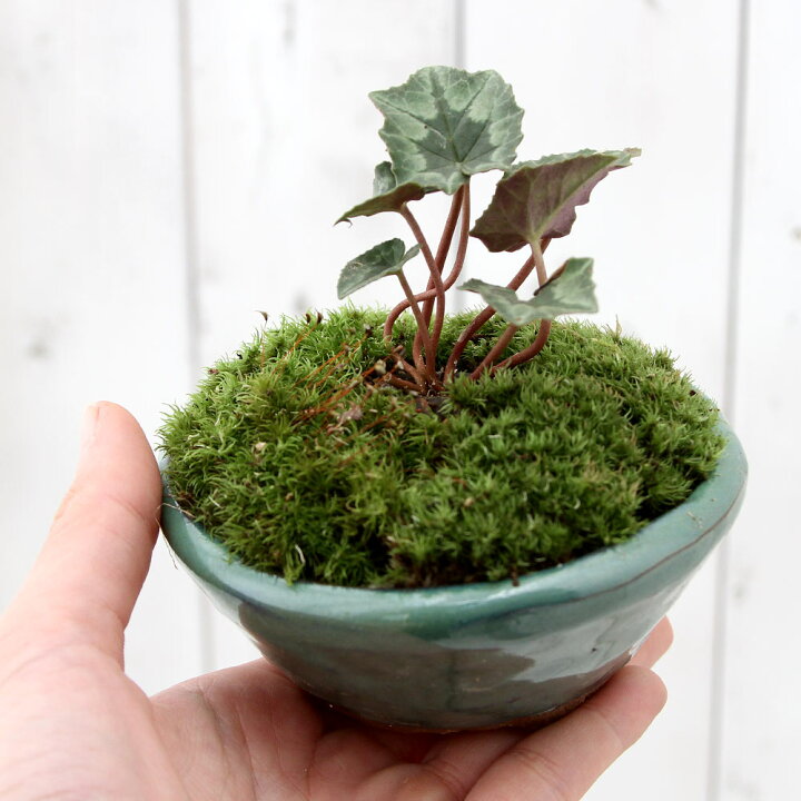 楽天市場 山野草 苔盆栽 原種シクラメン ヘデリフォリウム 白花 平小鉢植え 鉢色おまかせ １鉢 Charm 楽天市場店
