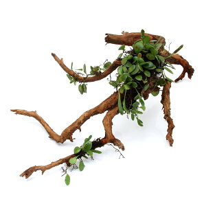 iϗtAjہ@e@}d^t}󗬖؁@20`25cmOi3{j