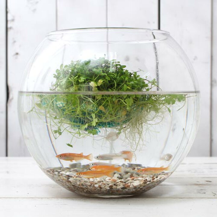 楽天市場】（水草）水生植物 巻きたて メダカが喜ぶ浮き島仕立て！〜緑 