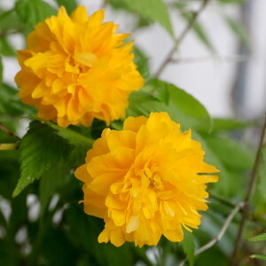 (山野草)盆栽 ヤエヤマブキ(八重山吹) 3〜3.5号(1ポット)(休眠状態)