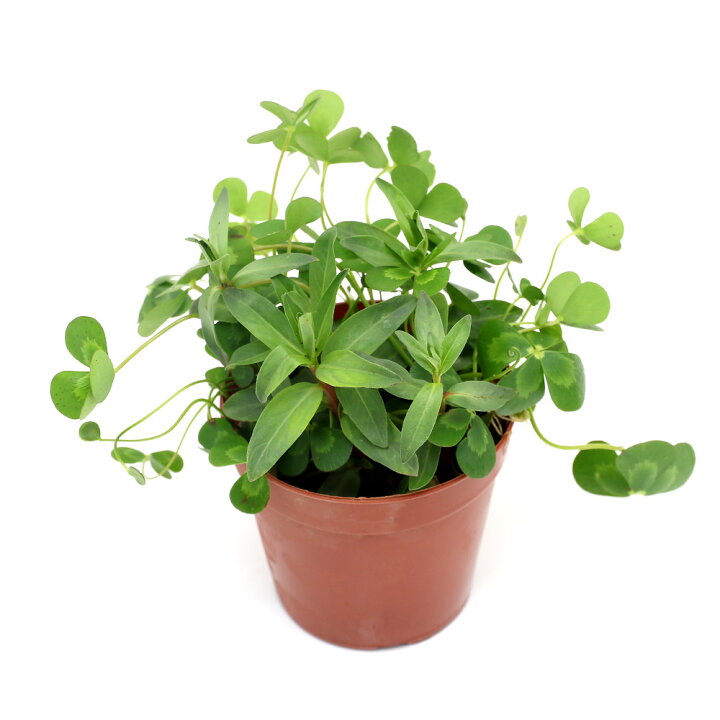 603円 独特の上品 ビオトープ 水辺植物 ドクダミ 3ポット 湿生植物 603円 独特の上品 ビオトープ 水辺植物 ドクダミ 3ポット 湿生植物