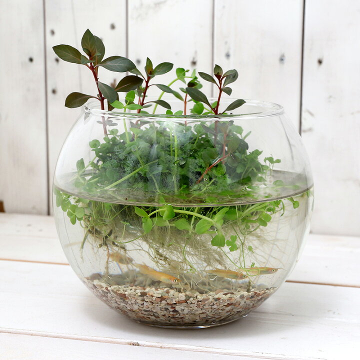 楽天市場 水草 水辺植物 巻きたて メダカが喜ぶ侘び島 赤系水草ｖｅｒ 浮き島 産卵 隠れ家 水上葉 １個 Charm 楽天市場店