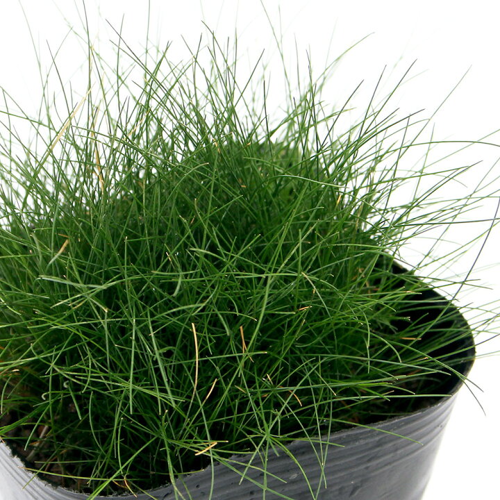 楽天市場 ビオトープ 水辺植物 チャボイ １ポット 抽水植物 Charm 楽天市場店