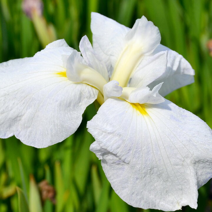 楽天市場 ビオトープ 水辺植物 花菖蒲 水涼花 スイリョウカ 伊勢系白地花弁薄青紫覆輪三英花 １ポット 休眠株 Charm 楽天市場店