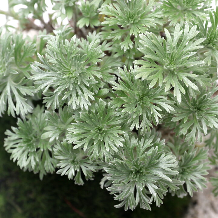 楽天市場 盆栽 苔盆栽 アサギリソウ 朝霧草 白溶岩石鉢 ｓサイズ １鉢 Charm 楽天市場店