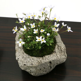 （盆栽）苔盆栽　白花ヒナソウ（白花雛草）〜白溶岩石鉢〜　Sサイズ（1鉢）