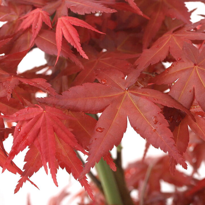 楽天市場 山野草 盆栽 品種系モミジ 出猩々 デショウジョウ ３号 １ポット 休眠株 Charm 楽天市場店