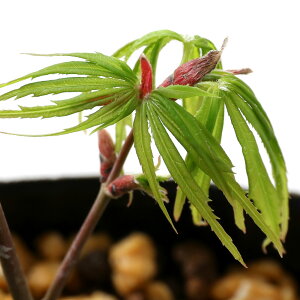 iR쑐j~́@in~W@܎OiV`STj@3i1|bgjixԁj