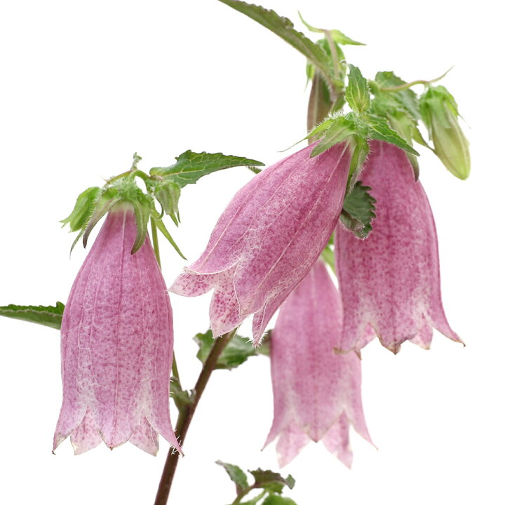 楽天市場 山野草 ホタルブクロ 蛍袋 アケボノホタルブクロ 曙蛍袋 3号 1ポット Charm 楽天市場店 楽天市場 山野草 ホタルブクロ 蛍袋 アケボノホタルブクロ 曙蛍袋 3号 1ポット Charm 楽天市場店