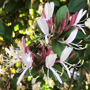 iR쑐jgԃXCJYigԋz@nj[TbNj@3i1|bgjixԁj