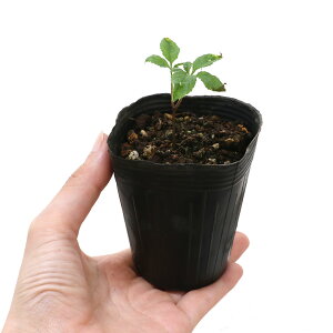 iR쑐jlQiI^ljWj2D5i1|bgj@ƒ؉ixԁj