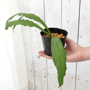 iR쑐jGrliCVjicGrliĊCVj@3D5i1|bgjixԁj