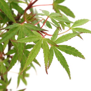 iR쑐j~́@in~W@ǐiiKKj3i1|bgjixԁj