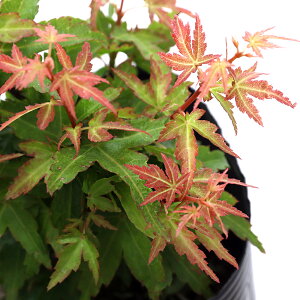 iR쑐j~́@in~W@[icuTj@3i1|bgjixԁj