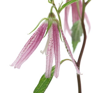 iR쑐jz^uNiu܁jsNINgpX@3i1|bgjixԁj