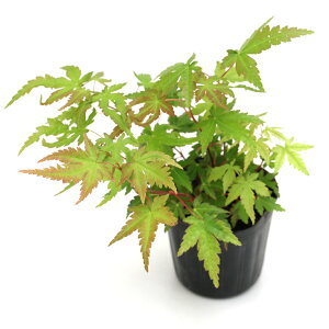 iR쑐j~́@in~W@XtiTSJNj3i1|bgjixԁj