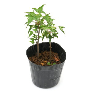 (山野草)盆栽 ナルトカエデ(鳴門楓) 3号(1ポット)