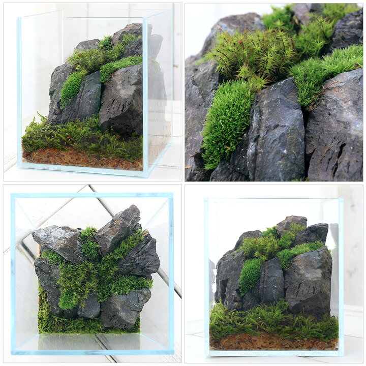楽天市場】（観葉植物）苔テラリウム レイアウトキット 〜ナチュラル 