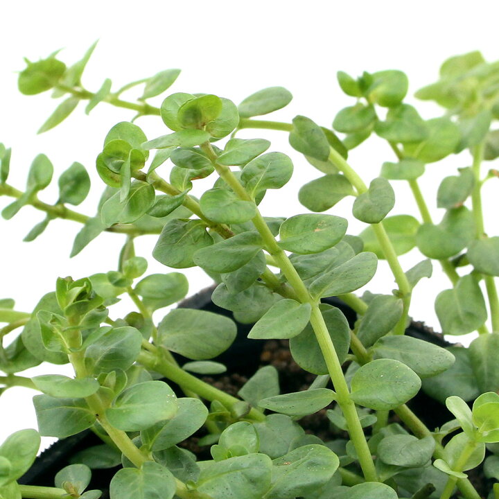 楽天市場 ビオトープ 水辺植物 ロタラ 緑系 品種記載無し １ポット 湿生植物 休眠株 Charm 楽天市場店
