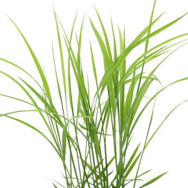 （ビオトープ）水辺植物　お米の苗　古代米　神丹穂（カンニホ）3号（1ポット）観賞用稲　自由研究【HLS_DU】
