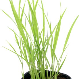 （ビオトープ）水辺植物　お米の苗　古代米　黄色大黒（キイロダイコク）3号（1ポット）観賞用稲　自由研究【HLS_DU】