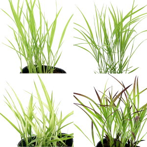 irIg[vjA@Ă̕c@܂4Zbgie1|bgjixԁj