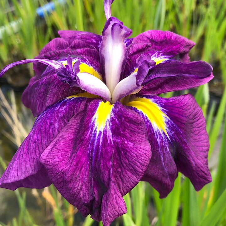 楽天市場 ビオトープ 水辺植物 花菖蒲 紅半夏 ベニハンゲ １ポット Charm 楽天市場店