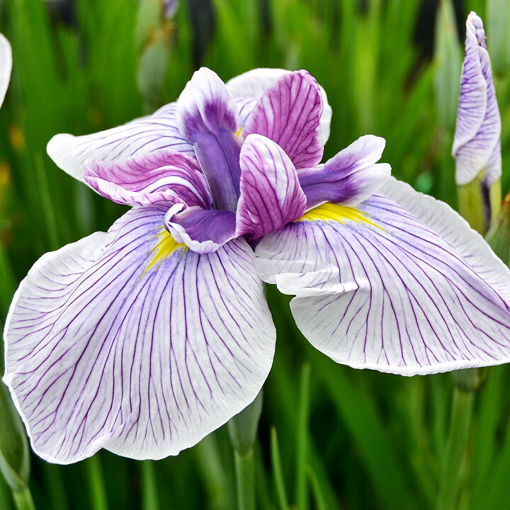 楽天市場 ビオトープ 水辺植物 花菖蒲 江戸錦 エドニシキ 江戸系白地紅紫脈平咲三英花 １ポット 休眠株 Charm 楽天市場店