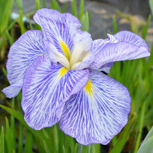 白 紫 花 苗の人気商品 通販 価格比較 価格 Com 白 紫 花 苗の人気商品 通販 価格比較 価格 Com