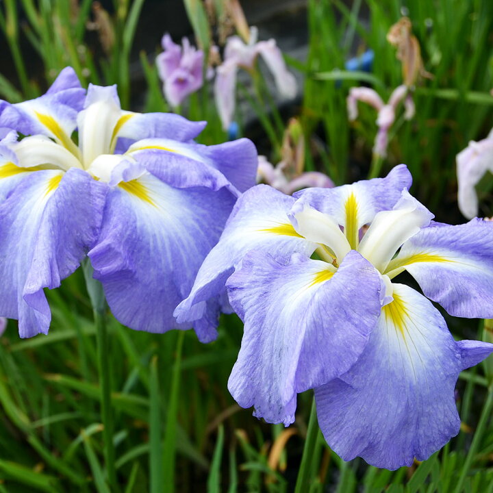 季節のおすすめ商品 ビオトープ 水辺植物 花菖蒲 一炊の夢 イッスイノユメ 伊勢系紅紫筋大輪六英花 １ポット Riosmauricio Com