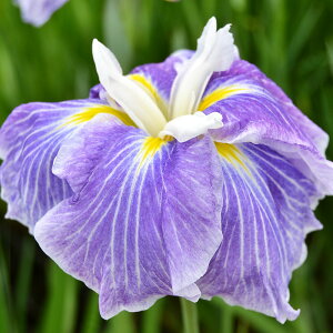 楽天市場 ビオトープ 水辺植物 花菖蒲 池の漣 イケノサザナミ 肥後系藤色ぼかし白筋巨大輪六英花 １ポット Charm 楽天市場店