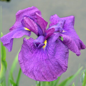 楽天市場 ビオトープ 水辺植物 花菖蒲 峰紫 ミネムラサキ 江戸系濃紫中輪三英花早咲 １ポット Charm 楽天市場店