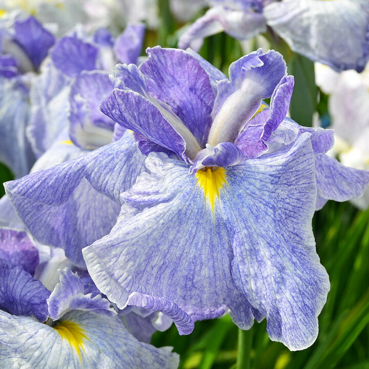 楽天市場 ビオトープ 水辺植物 花菖蒲 粟津青嵐 アワズセイラン 伊勢系白地藤色砂子大輪三英花 １ポット Charm 楽天市場店