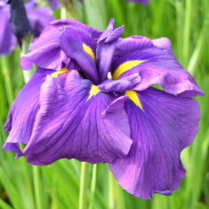 irIg[vjA@ԏҊ@iqJQWjngً֘Zpԁi1|bgjixԁj