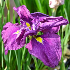 （ビオトープ）水辺植物　花菖蒲　大海原（オオウナバラ）肥後系青色桃筋巨大輪六英花　（1ポット）【HLS_DU】