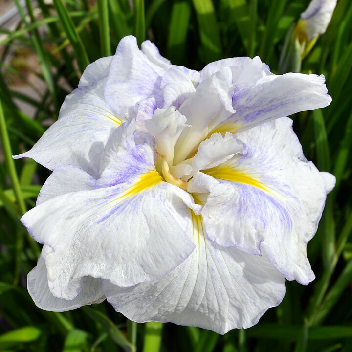 楽天市場 ビオトープ 水辺植物 花菖蒲 羽衣 ハゴロモ 肥後系藤色ボカシ白筋八重大輪 １ポット Charm 楽天市場店